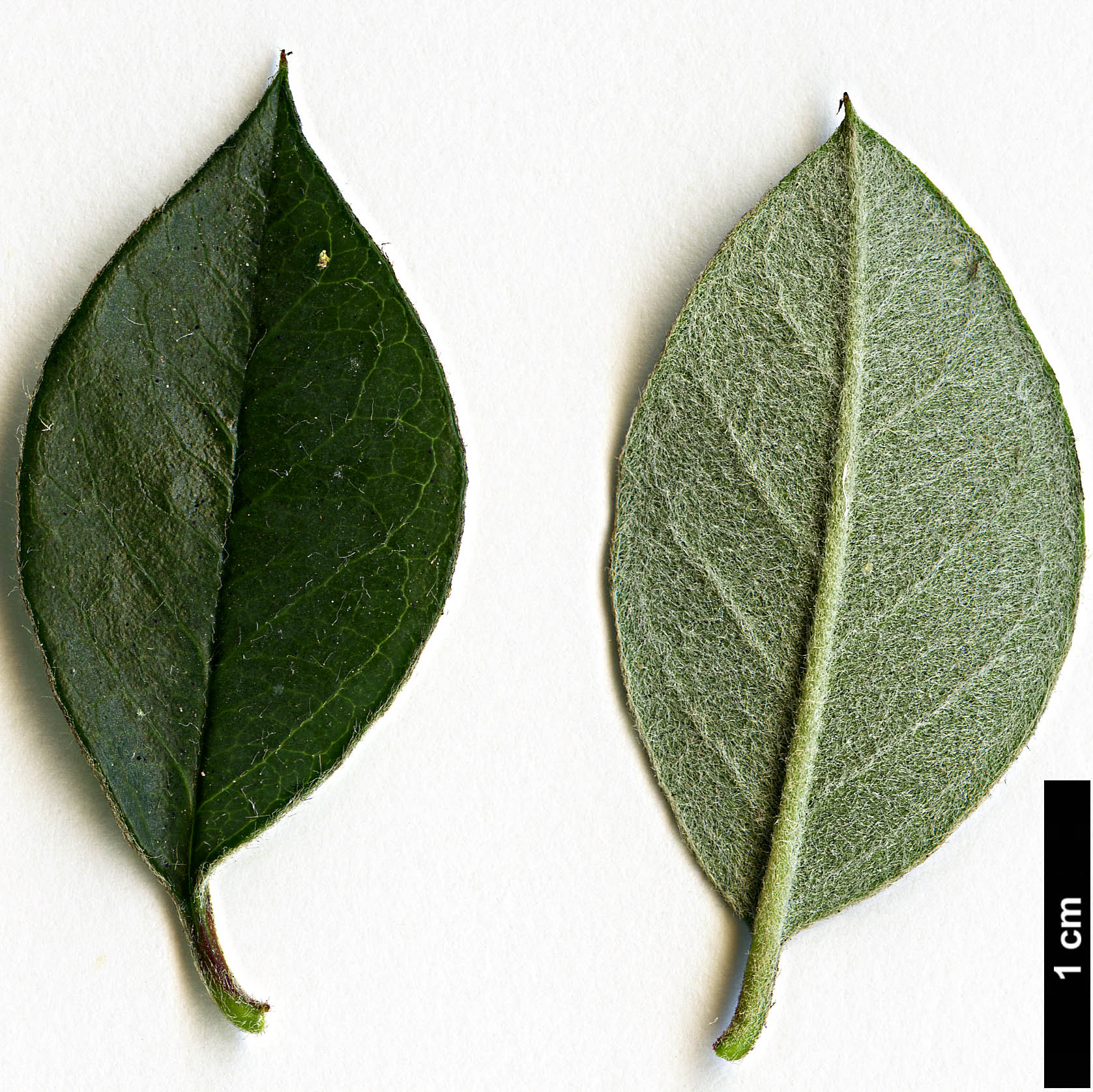 High resolution image: Family: Rosaceae - Genus: Cotoneaster - Taxon: poluninii